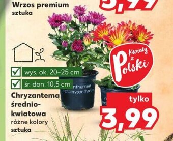 Kaufland Chryzantema średnio-kwiatowa oferta