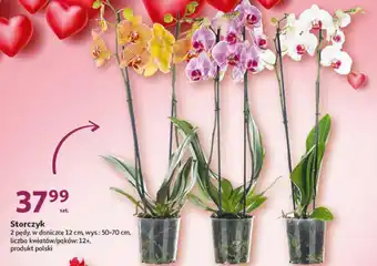 Auchan Storczyk oferta