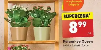 Biedronka Kalanchoe Queen oferta