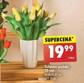 Biedronka Tulipan polski, 15 szt. oferta
