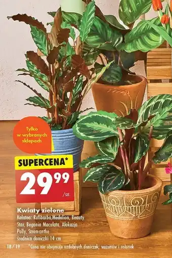 Biedronka Kwiaty zielone oferta