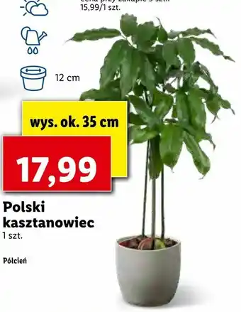 Lidl Polski kasztanowiec oferta