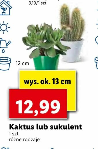 Lidl Kaktus lub sukulent oferta
