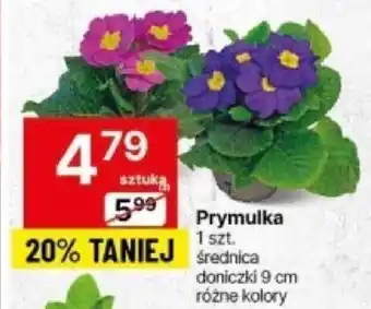 Delikatesy Centrum Prymulka 1 szt. oferta