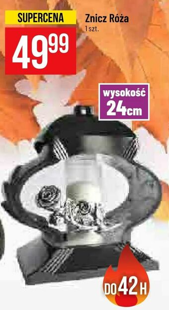 Polomarket Znicz Róża oferta