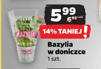 Netto Bazylia w doniczce oferta