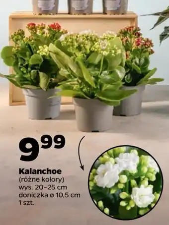 Netto Kalanchoe oferta