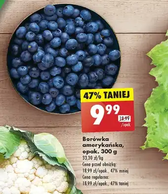 Biedronka Borówka amerykańska oferta