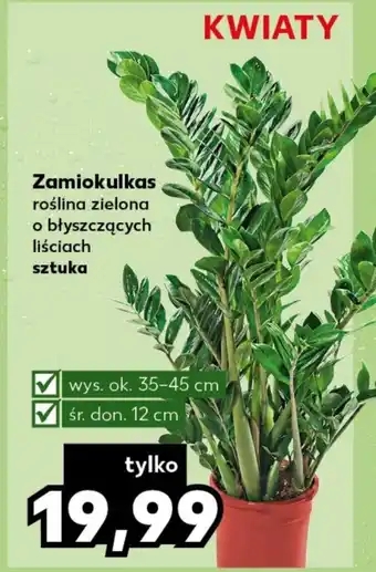 Kaufland Zamiokulkas oferta