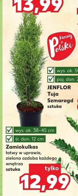 Kaufland Zamiokulkas oferta