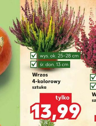 Kaufland Wrzos 4-kolorowy oferta