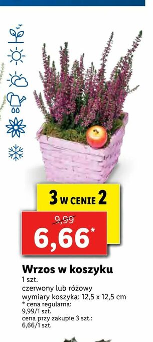 Wrzos w koszyku