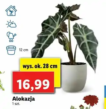 Lidl Alokazja oferta