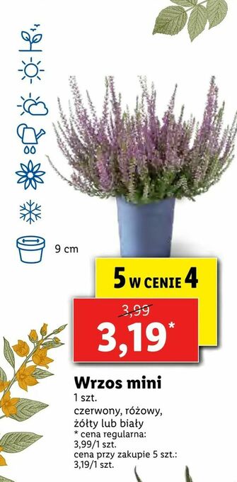 Lidl Wrzos mini oferta