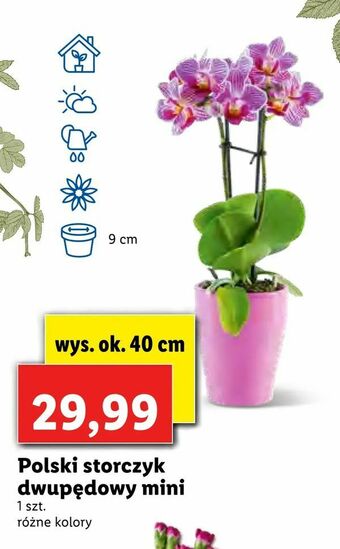 Lidl Polski storczyk dwupędowy mini oferta