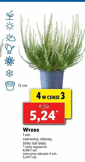 Lidl Wrzos oferta