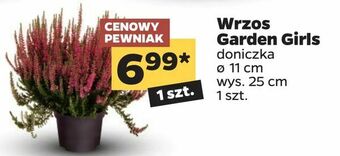 Netto Wrzos Garden Girls oferta