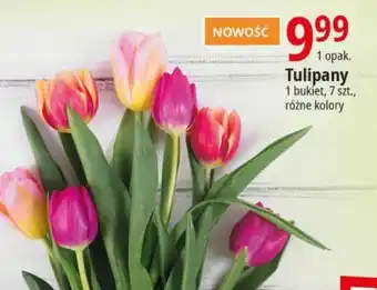 E.Leclerc Tulipany 7 szt. oferta