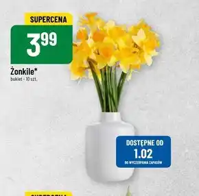 Polomarket Żonkile oferta