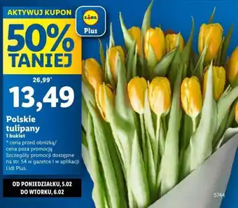 Lidl Polskie tulipany oferta