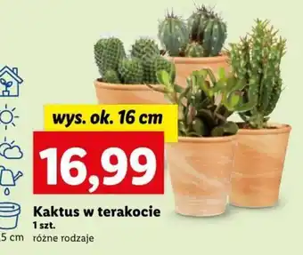 Lidl Kaktus w terakocie 1szt. oferta