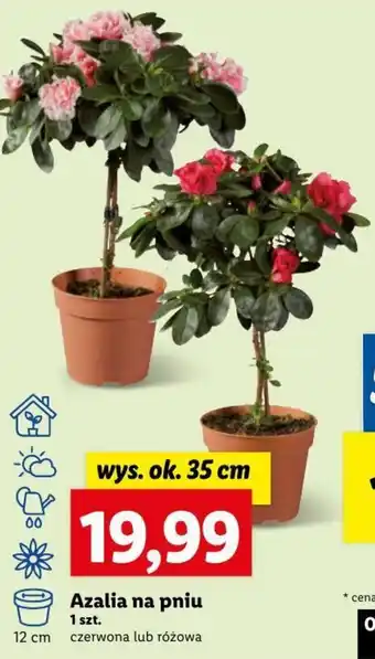 Lidl Azalia na pniu 1 szt. oferta