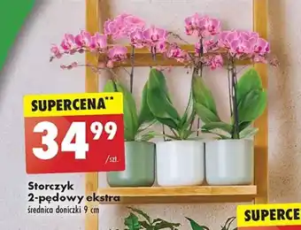 Biedronka Storczyk 2-pędowy ekstra oferta