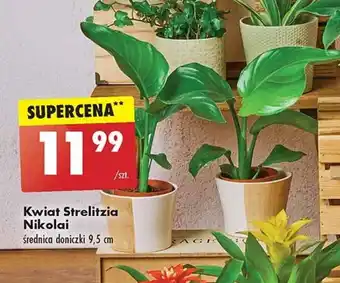 Biedronka Kwiat Strelitzia Nikolai oferta