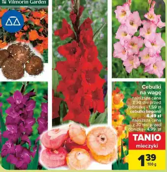 Cebulki na wagę 100 g