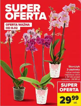 Carrefour Market Storczyk 2-pędowy oferta