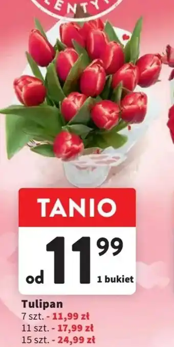 Intermarche Tulipan oferta