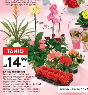 Intermarche Kwiaty doniczkowe oferta