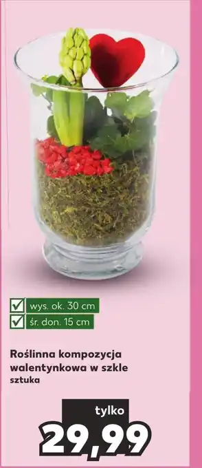 Kaufland Kompozycja roślinna Ok oferta