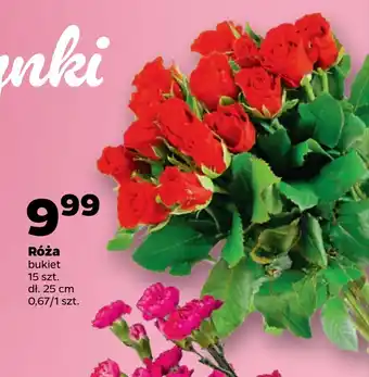 Netto Róża oferta