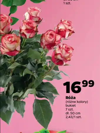 Netto Róża oferta