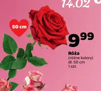 Netto Róża oferta