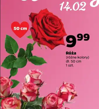 Netto Róża 50 cm oferta