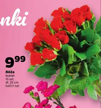Netto Róża 15 szt. oferta
