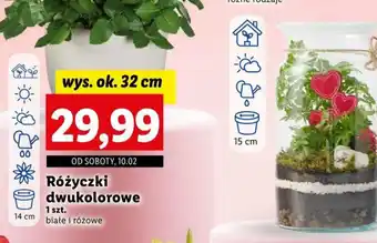 Lidl Różyczki dwukolorowe 1 szt. oferta