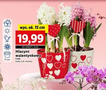Lidl Hiacynt walentynkowy 1 szt. oferta