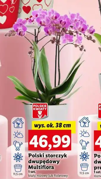 Lidl Polski storczyk dwupędowy Multiflora 1 szt. oferta