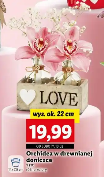 Lidl Orchidea w drewnianej doniczce 1 szt. oferta