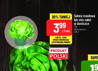 Polomarket Mix sałat w doniczce oferta