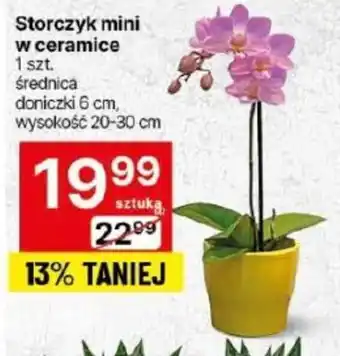 Delikatesy Centrum Storczyk mini w ceramice 1 szt. oferta