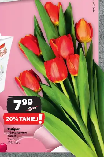 Netto Tulipan oferta