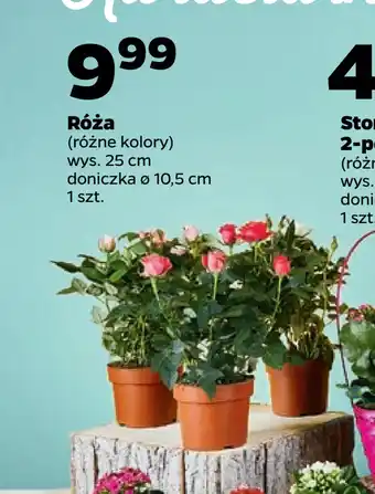 Netto Róża oferta