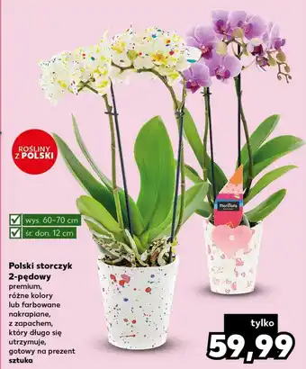 Kaufland Polski storczyk 2-pędowy oferta