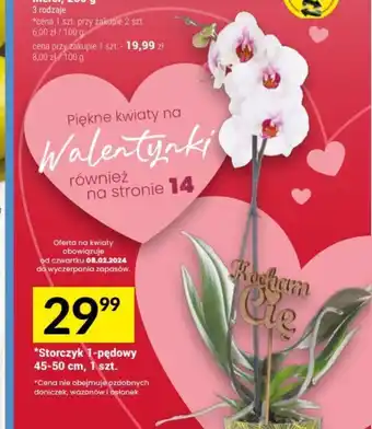 Twój Market Storczyk 1-pędowy 45-50 cm, 1 szt. oferta