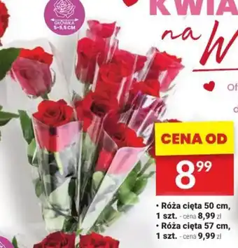 Twój Market Róża cięta 50 cm, oferta