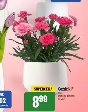 Polomarket Goździki oferta